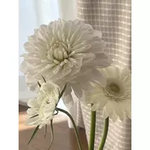 緑 四葉