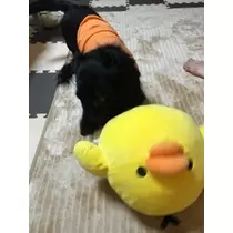 りえ