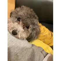 うづき ふうか