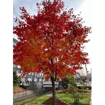 西園寺 ゆきみ