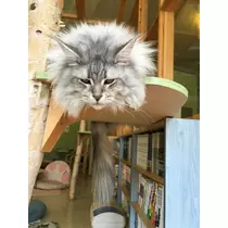 蓮見 リア