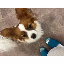 しゅり