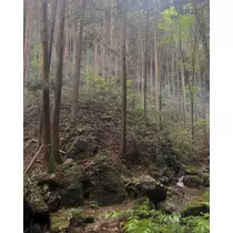 聖菜