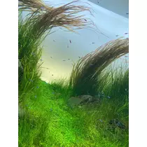 華宮 れい