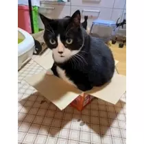桐島 りゅう