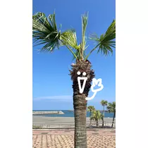 らん