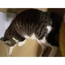 ほのか