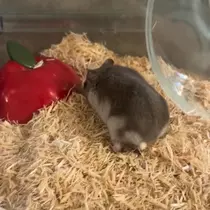 ゆな