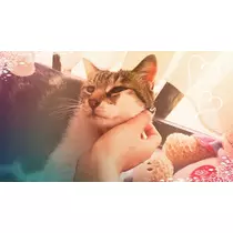 愛矢