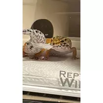 ことり