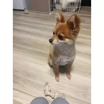 佐野 エマ