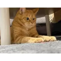 桐島 りゅう