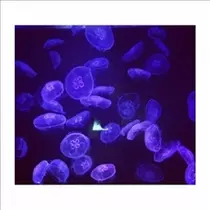 桃瀬 百華