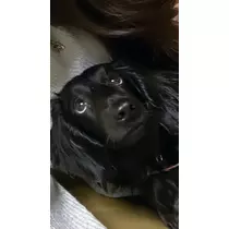 りえ