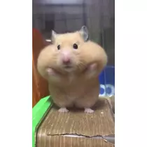 佐倉 里緒