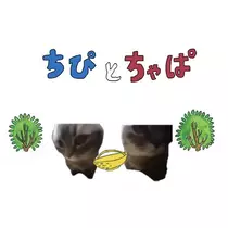 猫羽 のん