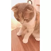 さくの