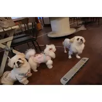 涼風 あき