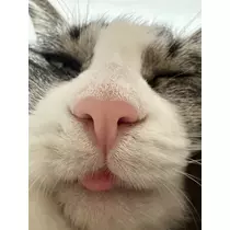 ユズ