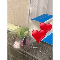 美姫
