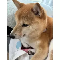 ツンデレかなの