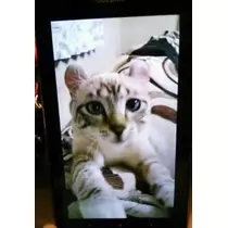 愛羽 仁美