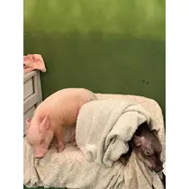 ナナ