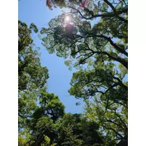 さな