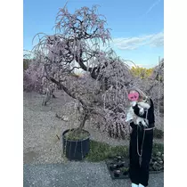 あいら