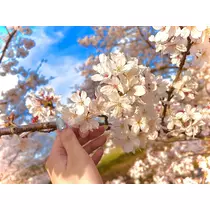 ゆき