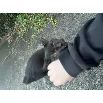 らら