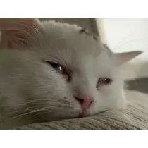 七星 舞冬