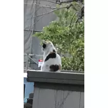 心
