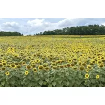 香川 ゆい