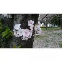 ユカ