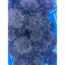 成海 まお