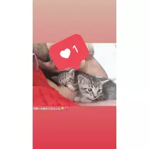 紗貴