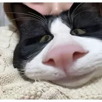 あやね