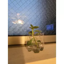 エミ （スタッフ）