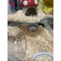 あんな