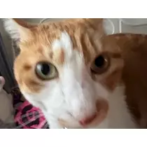 ベリー