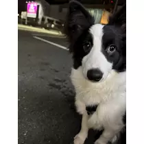 茉莉花 まや