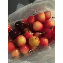 白石 愛莉