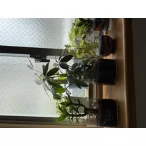 かえで