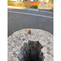 せら