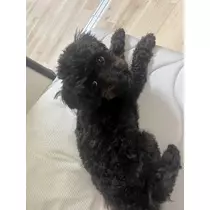 天乃 りさ
