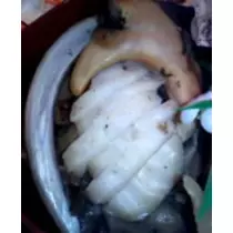 紫音