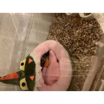 ヤシの木 ここな