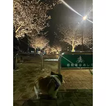 あいら