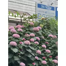 ハク